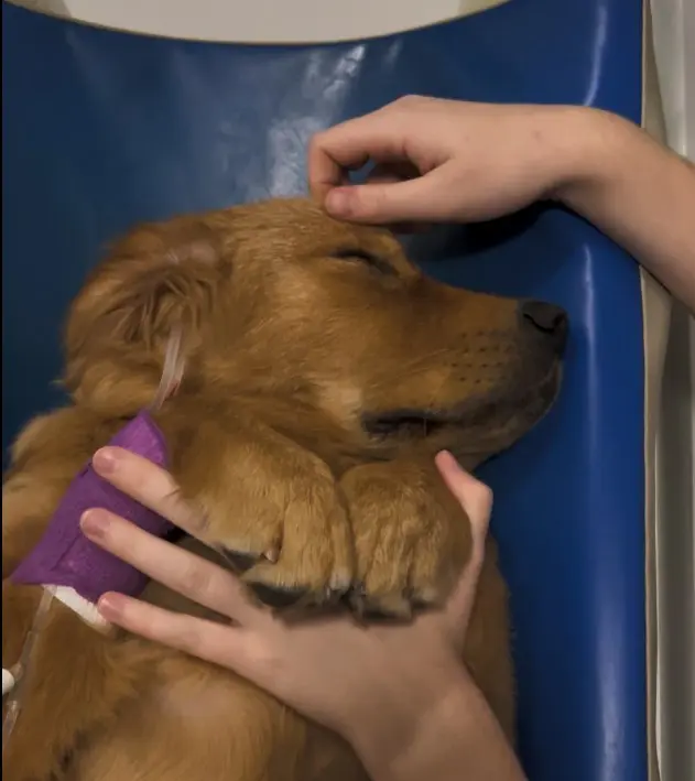 Un chien détendu, yeux fermés, maintenu doucement pendant l'examen