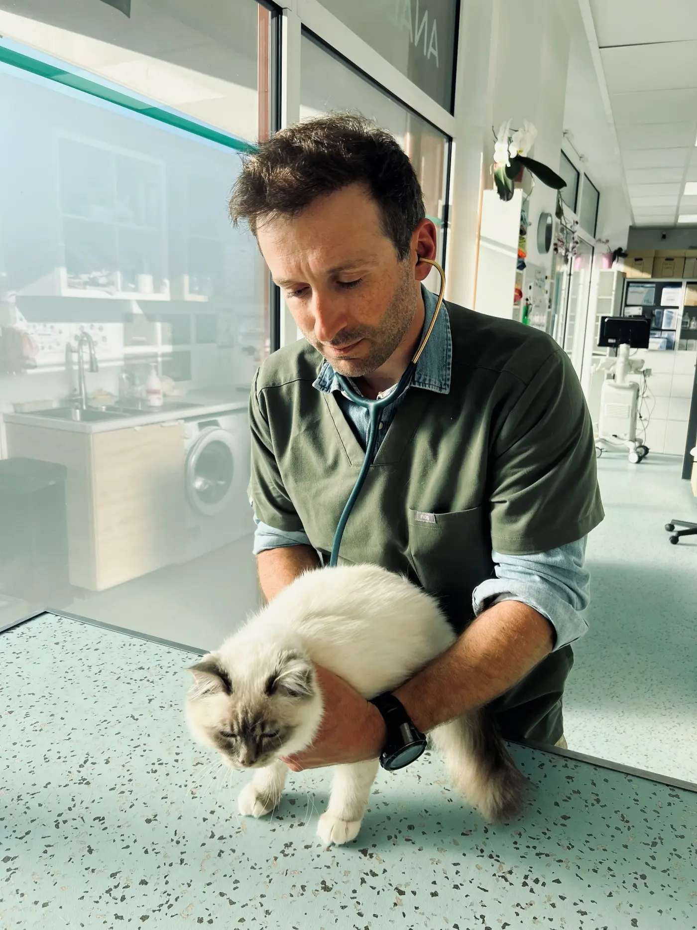 Le DrVet Mongin auscultant un chat au cabinet