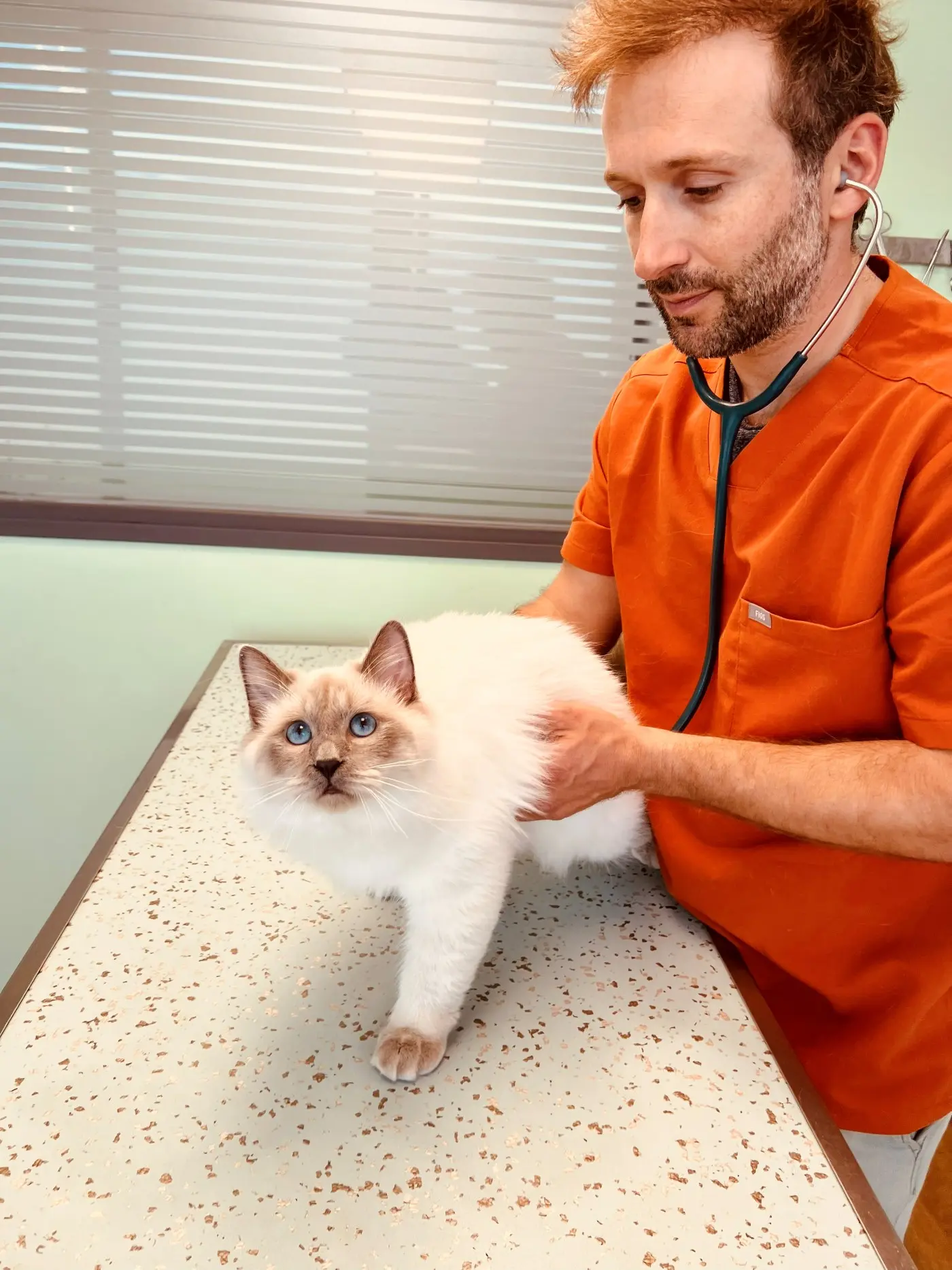 Le DrVet Mongin auscultant un chat au stéthoscope sur la table d'examen