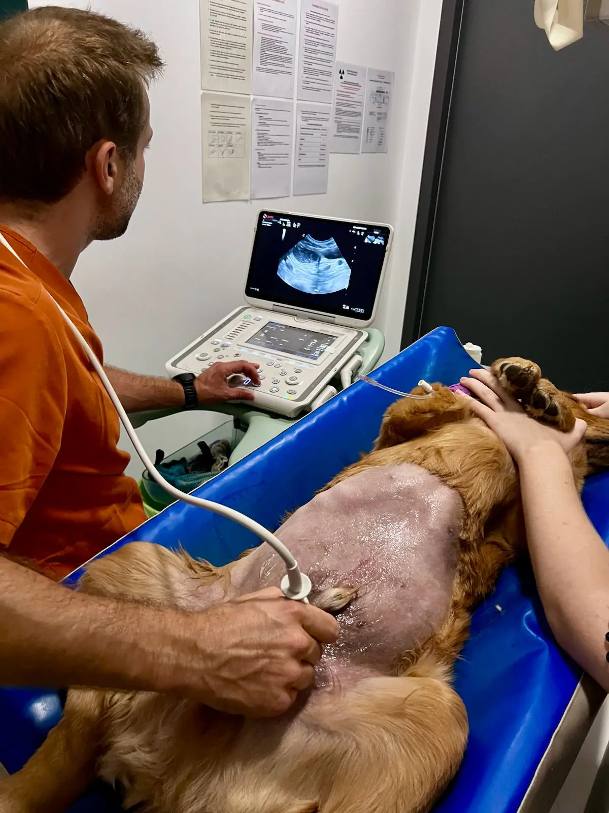 Le DrVet Mongin réalisant une échographie abdominale sur un chien couché sur le dos