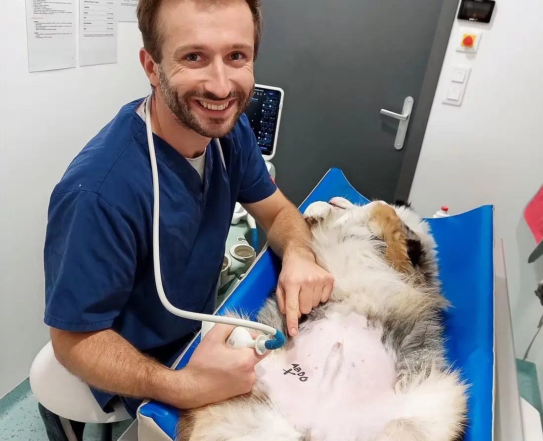 Le DrVet Mongin réalisant une échographie sur un chat couché sur le dos