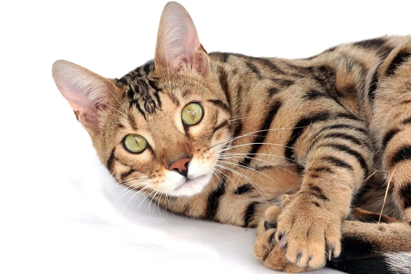 Chat de race Bengal