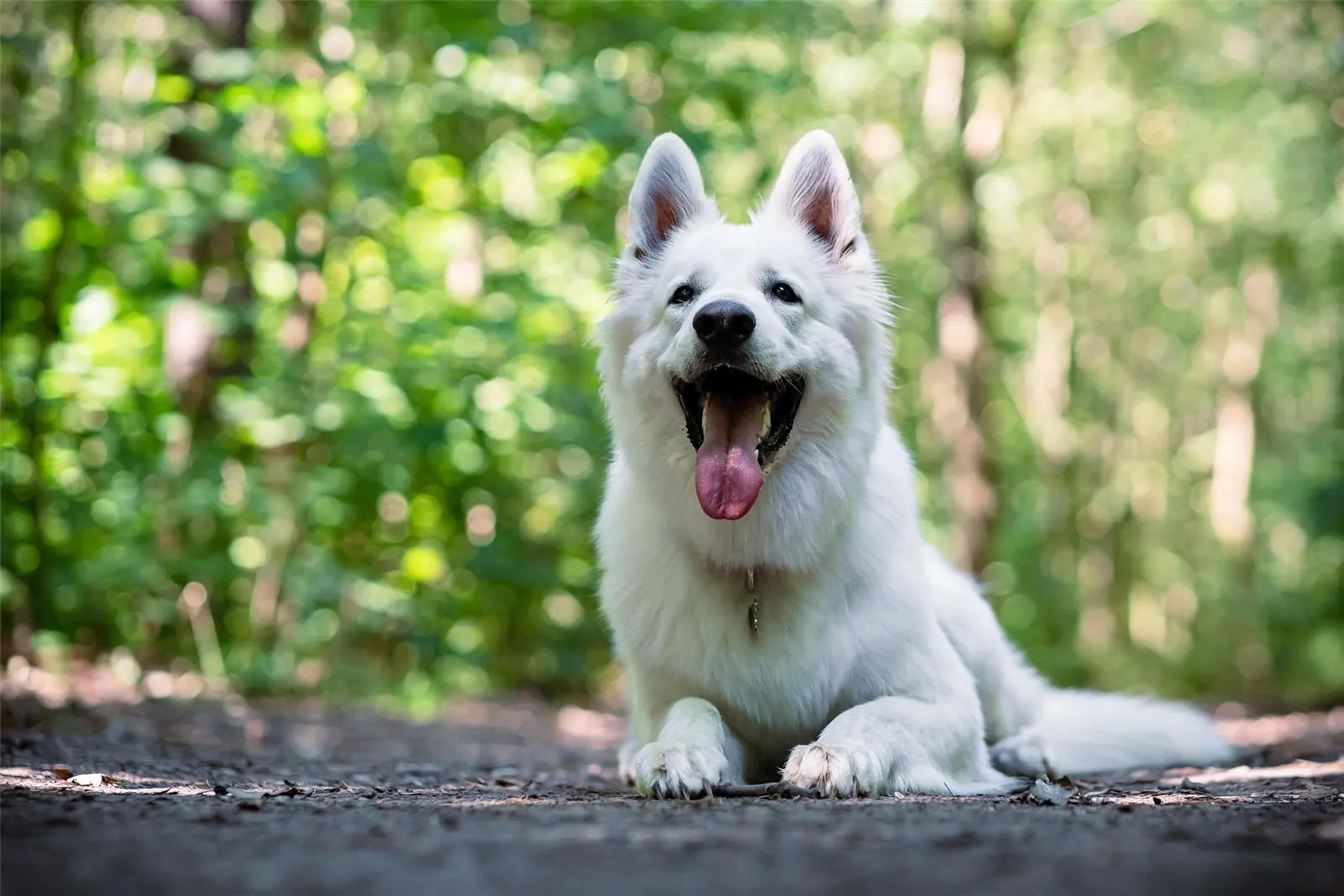 Chien de race Berger Blanc Suisse