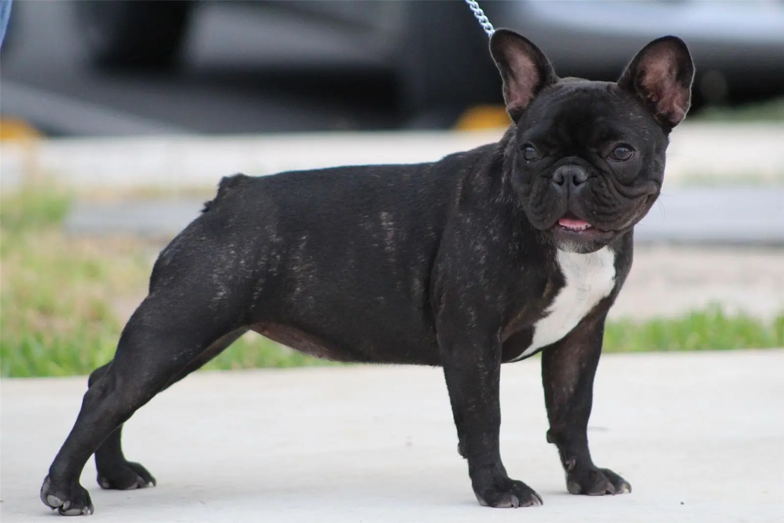 Chien de race Bouledogue Français