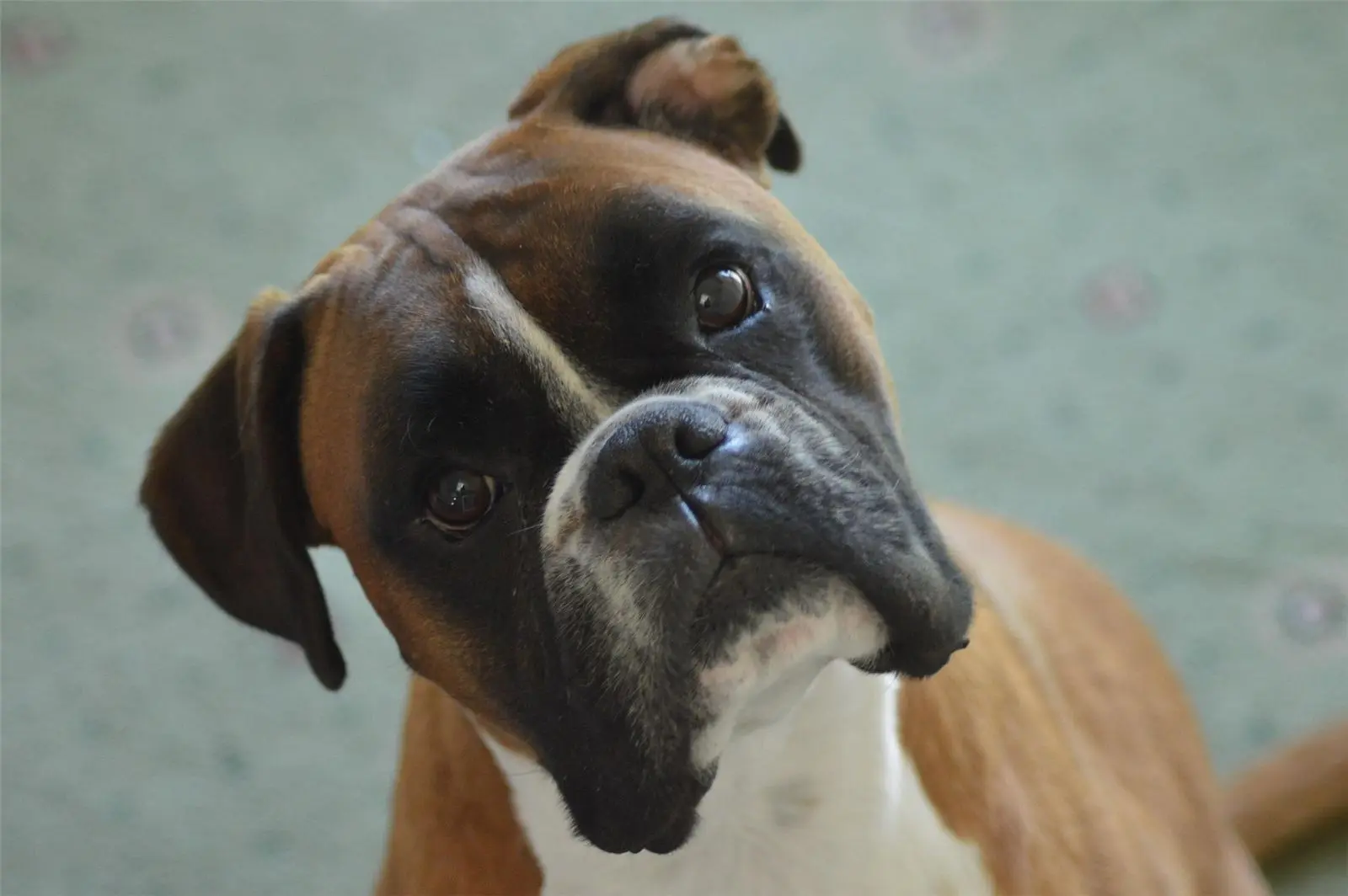 Chien de race Boxer