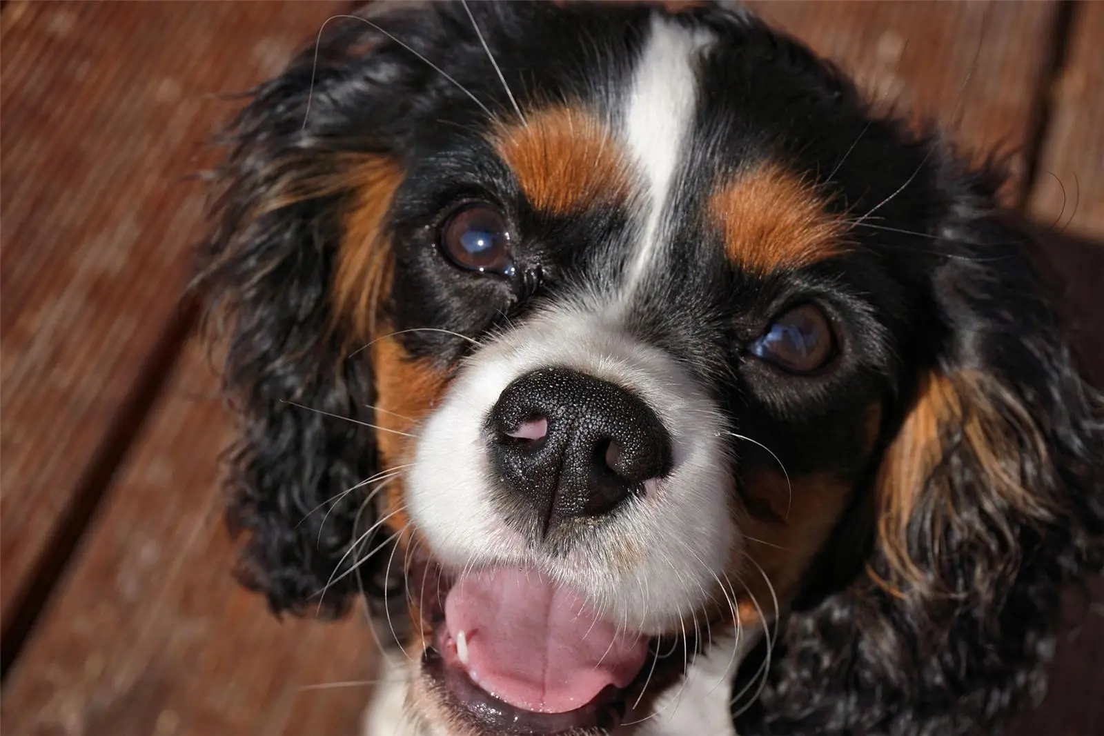 Chien de race Cavalier King Charles