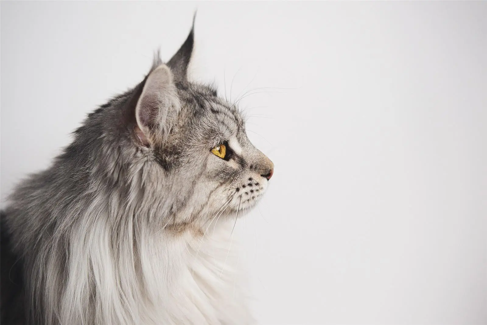 Chat de race Maine Coon