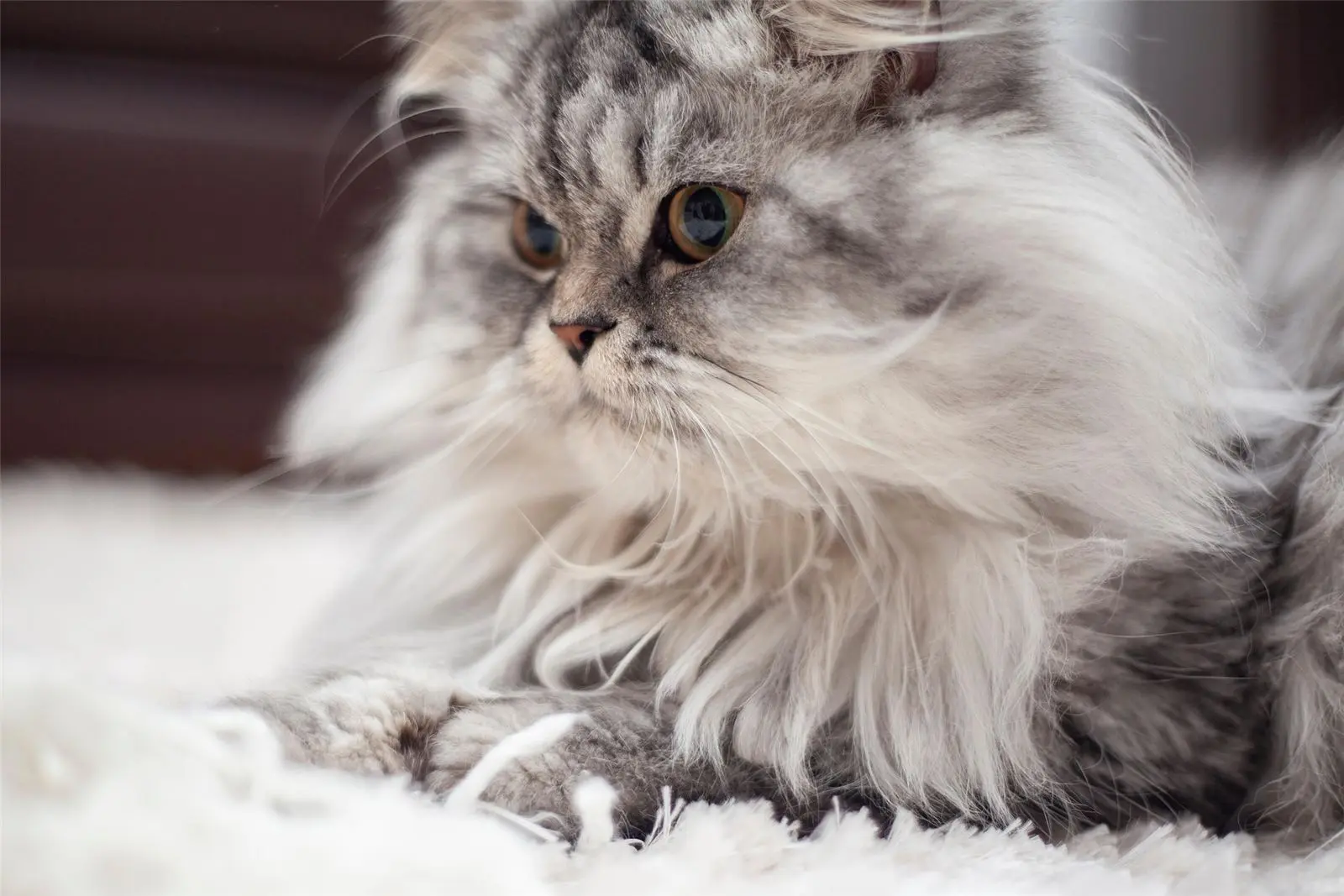 Chat de race Persan