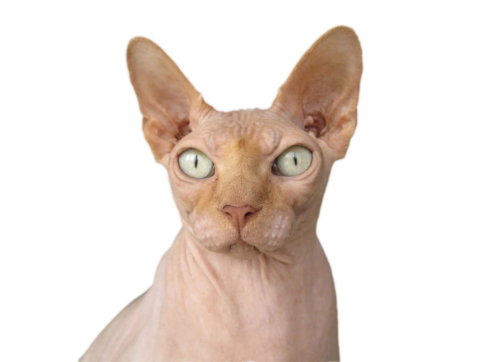 Chat de race Sphynx